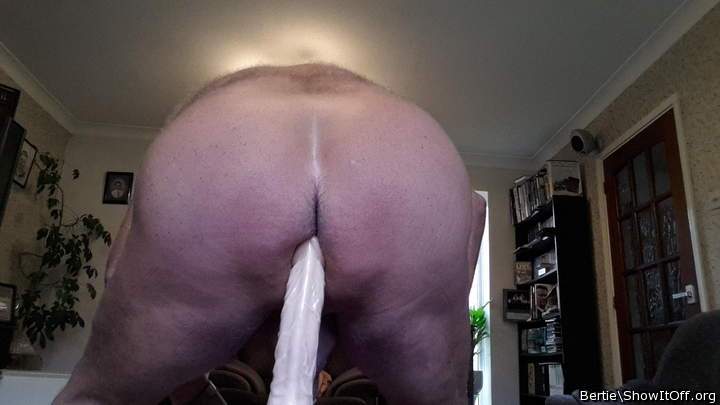 Adult image from Bertie