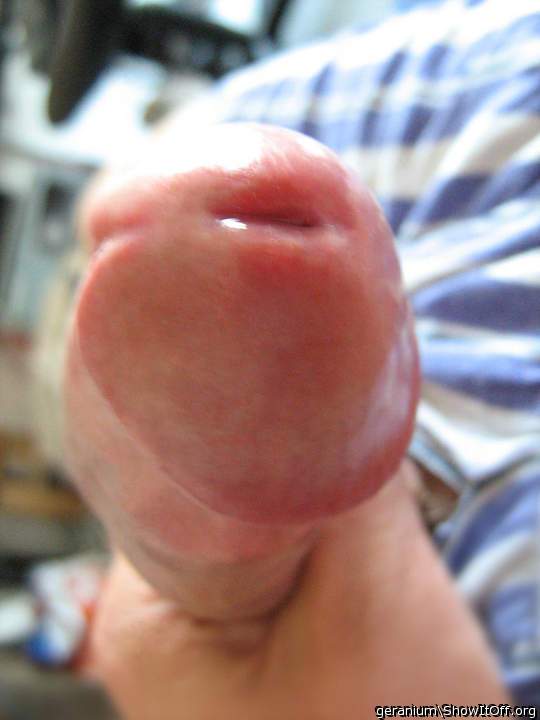 Adult image from geranium