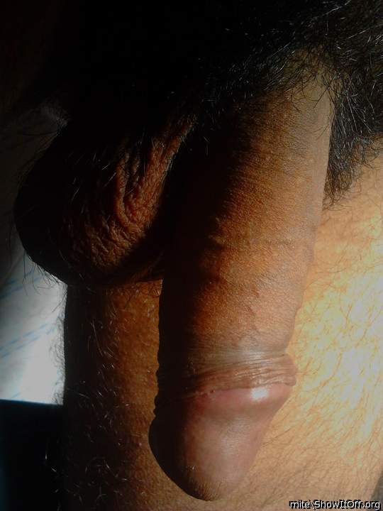 Adult image from mite