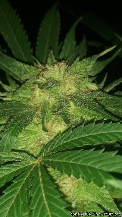 Adult image from donelvis84