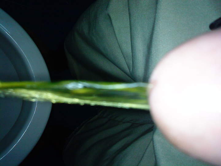 Adult image from nicedices