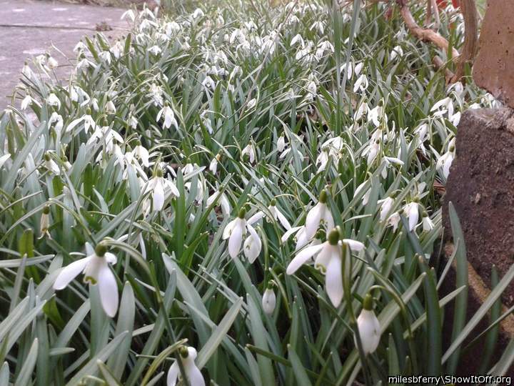 Snowdrop Time