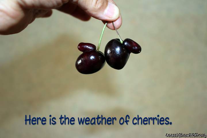 Adult image from Anass