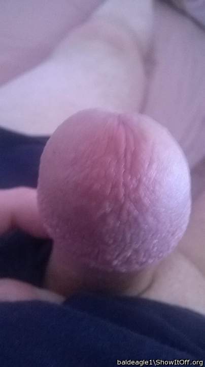 Adult image from baldeagle1