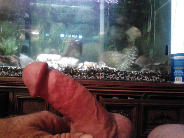 Adult image from fish4free