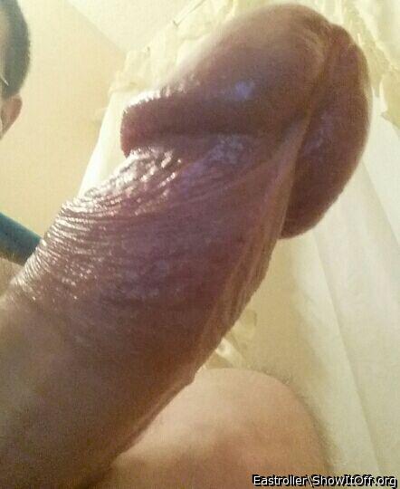 Adult image from *Humpy_Rugmuncher