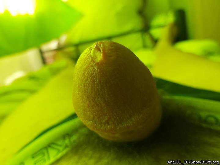 Adult image from Ant101_10