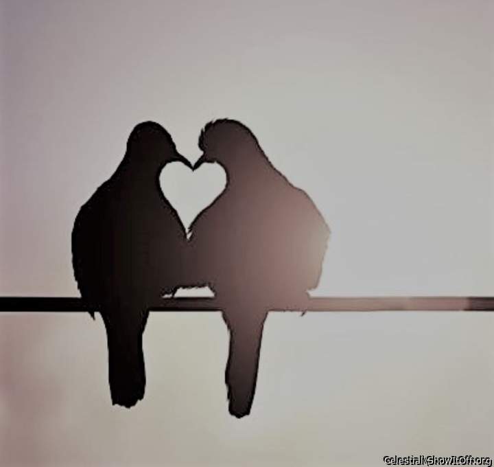 L💓VE BIRDS [on Valentine's Day?].