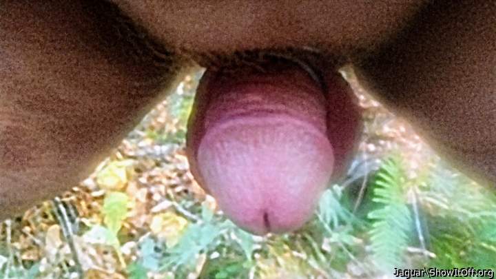 Adult image from Jaguar