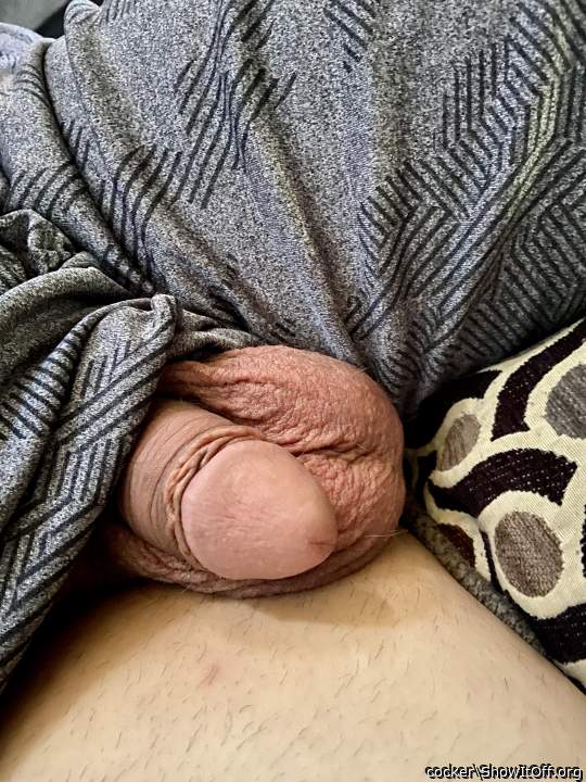 Adult image from cocker
