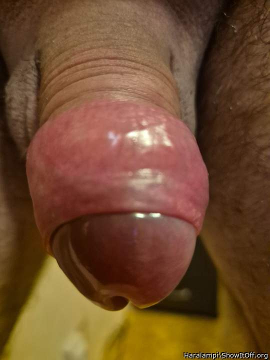 Adult image from Haralampi
