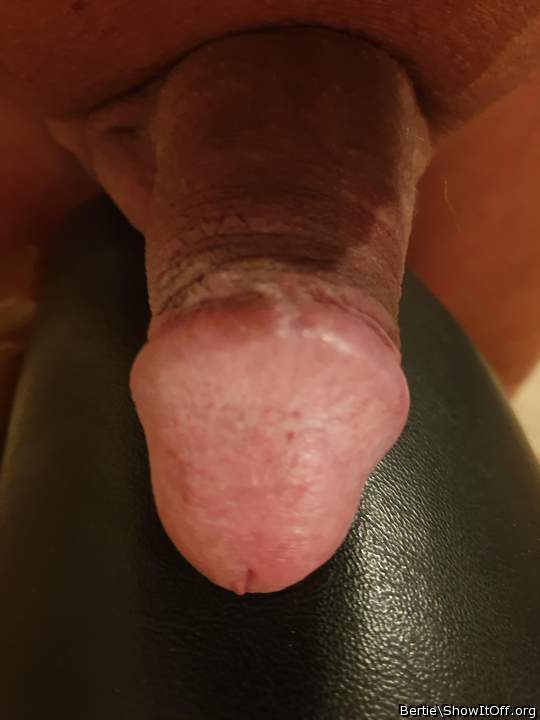 Adult image from Bertie