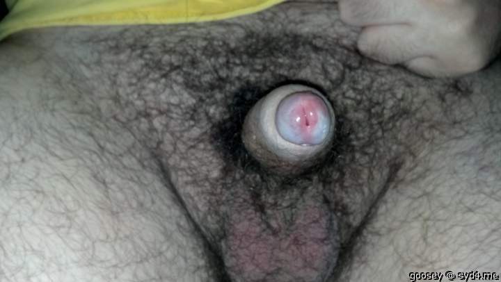 Adult image from Goosey
