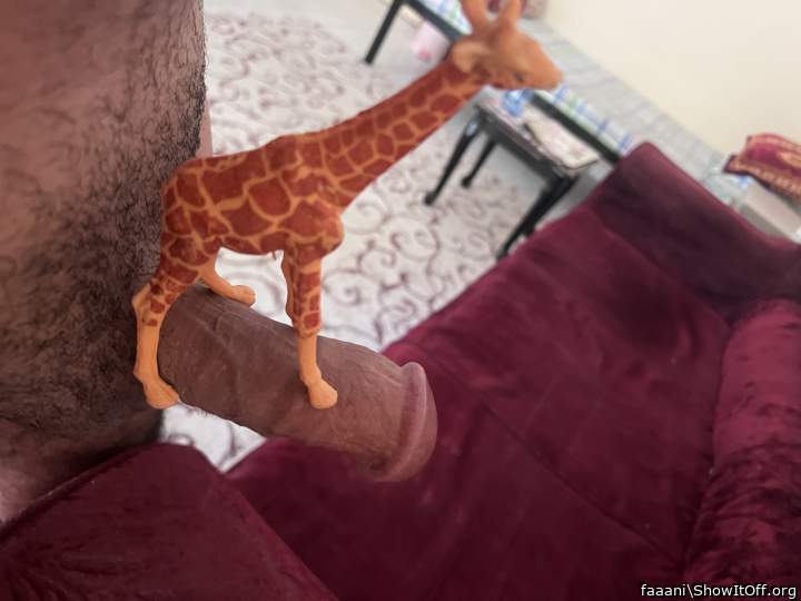 Adult image from faaani