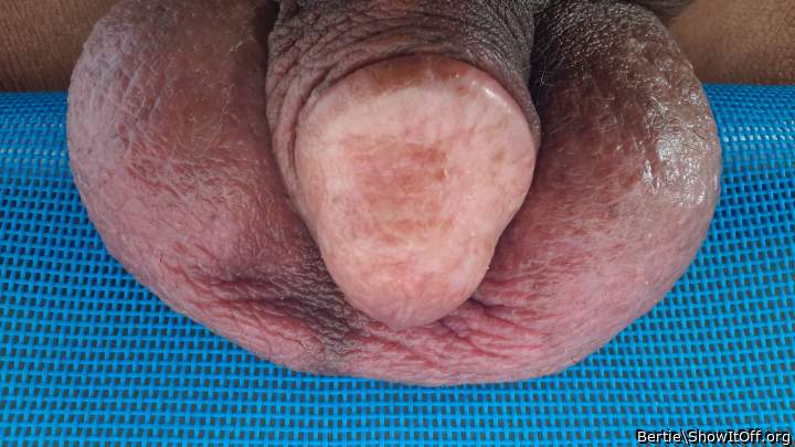 Adult image from Bertie