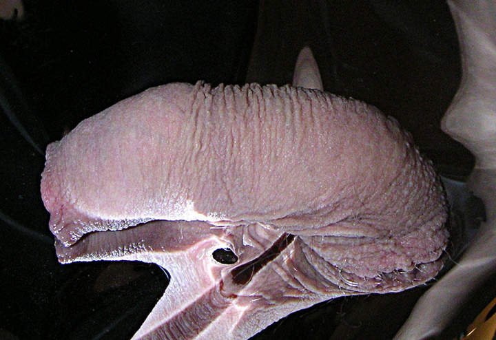 Adult image from slipper