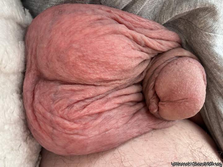 Adult image from Littlecock