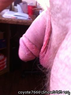 Adult image from coyote7666