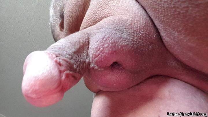 Adult image from Bertie