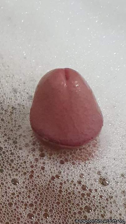 Adult image from Rockpool