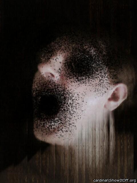 Adult image from cardinal