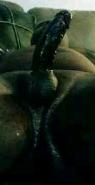Adult image from Assman80