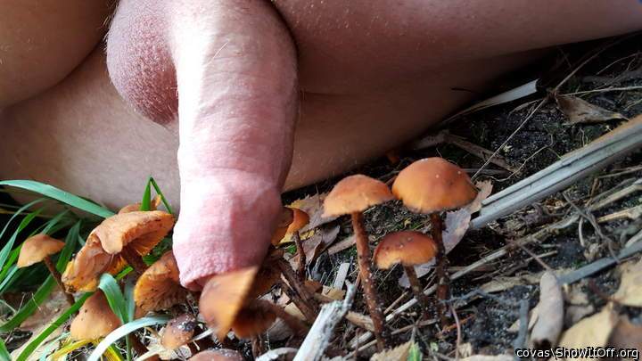 Adult image from covas