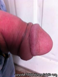 Adult image from coyote7666