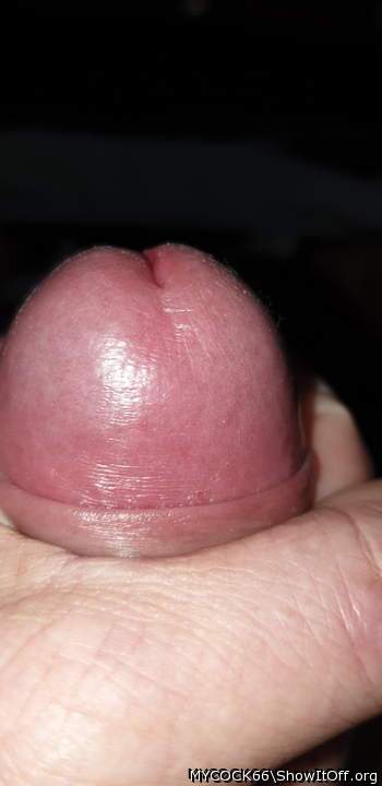Adult image from MYCOCK66