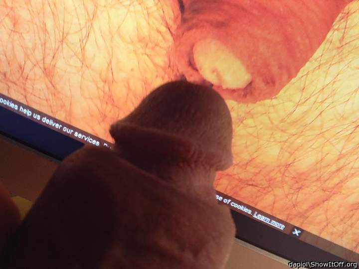 Adult image from dapiol