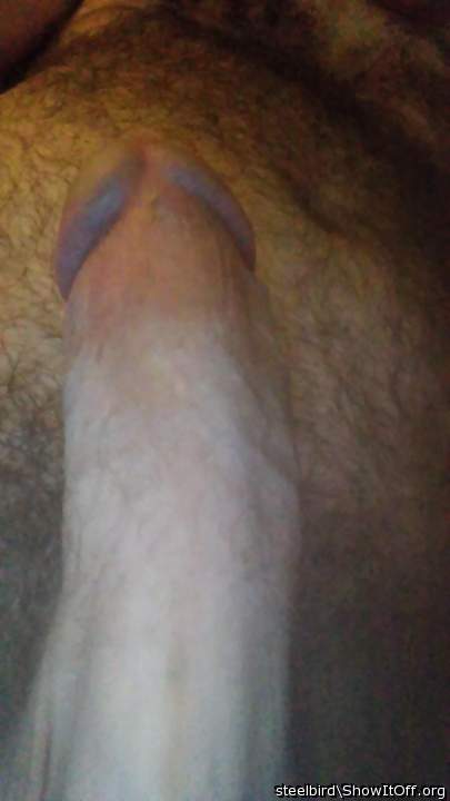 Adult image from Steelbird