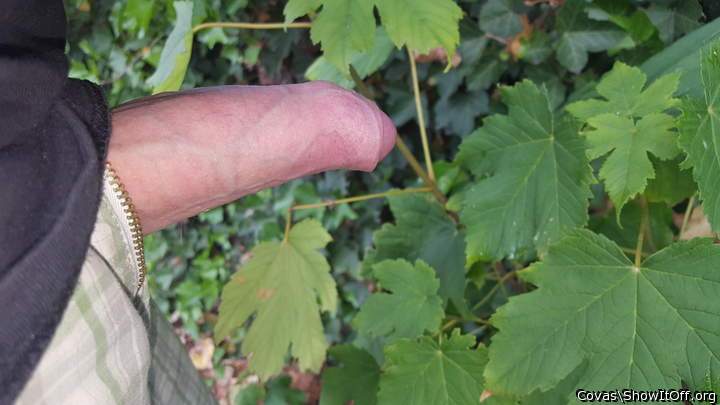 Adult image from covas