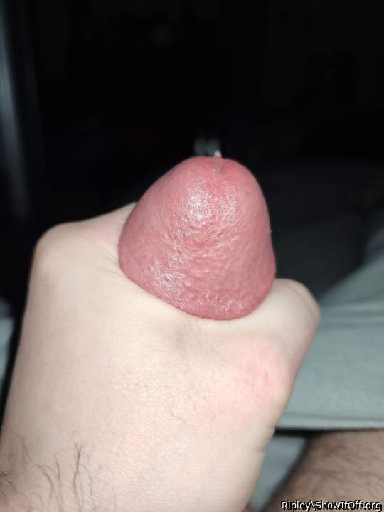 Adult image from Ripley