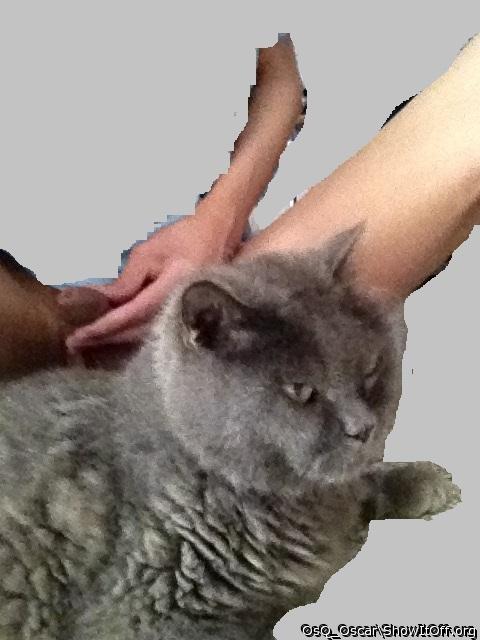 Adult image from OsQ_Oscar