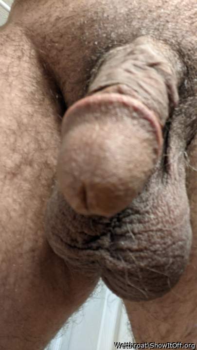 Adult image from Wetthroat