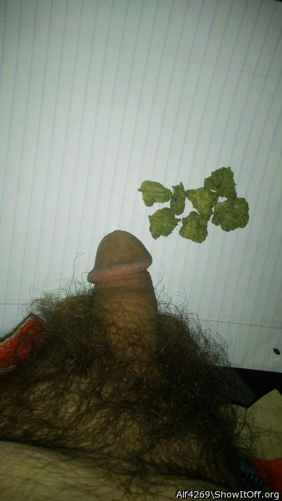 Adult image from Alf4269