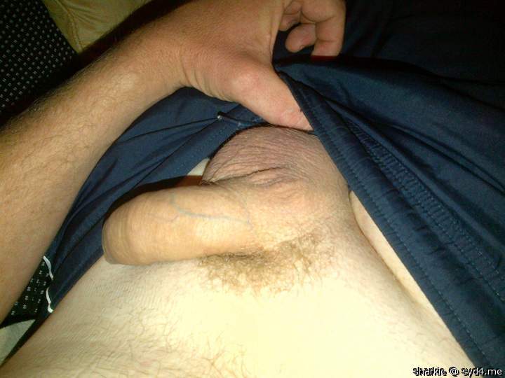 Adult image from Sharkie