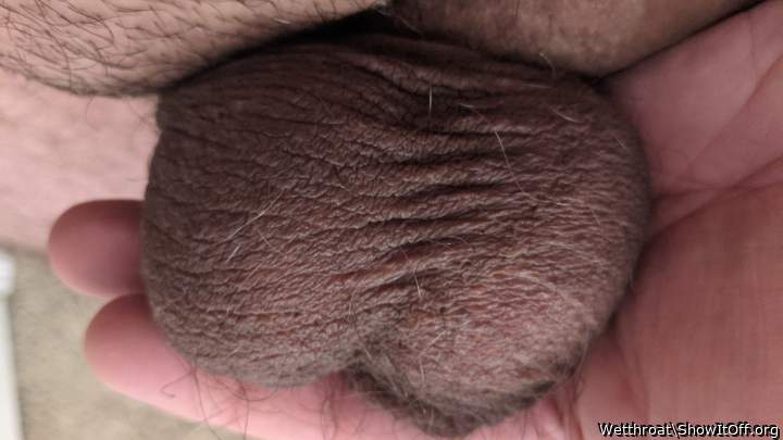 Adult image from Wetthroat