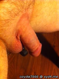 Adult image from coyote7666