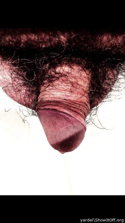 Adult image from yardel