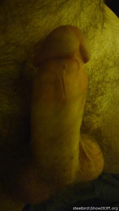 Adult image from Steelbird