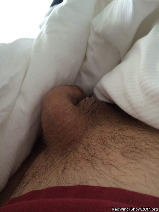 Adult image from RedWing