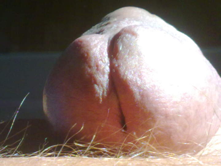 Adult image from padda