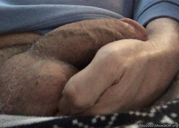 Adult image from Pibo2020