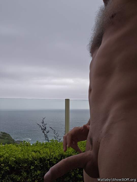 Adult image from Wallaby