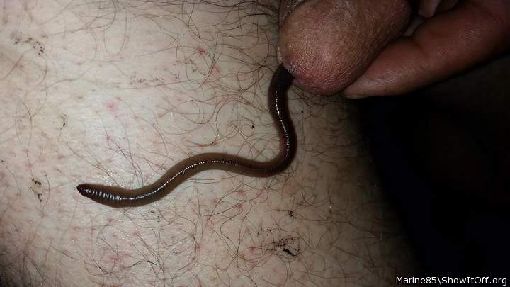 Medium worm