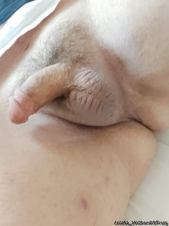 Adult image from Ant101_10