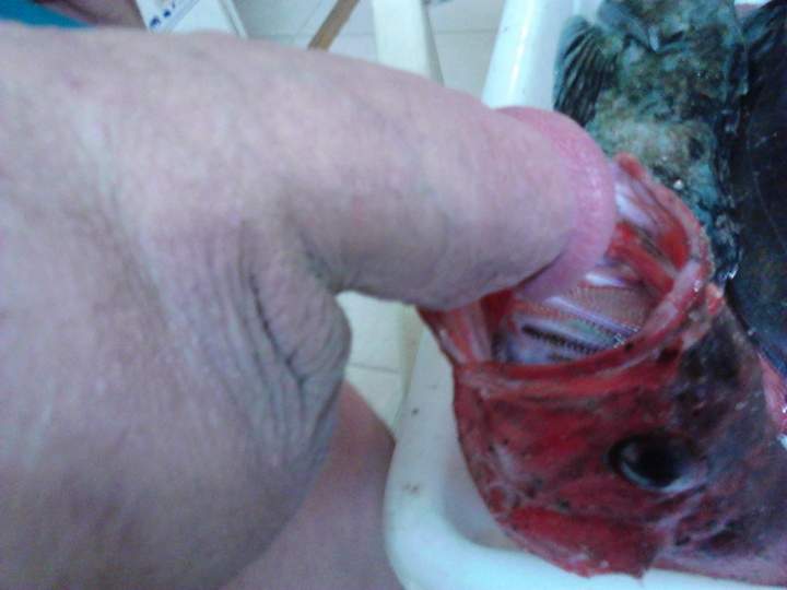 Adult image from fish4free
