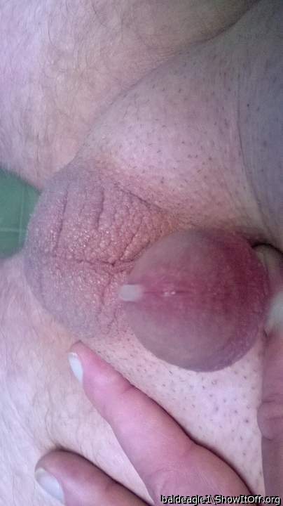 Adult image from baldeagle1