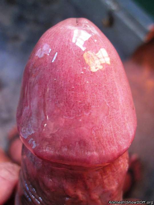 Adult image from Animesh